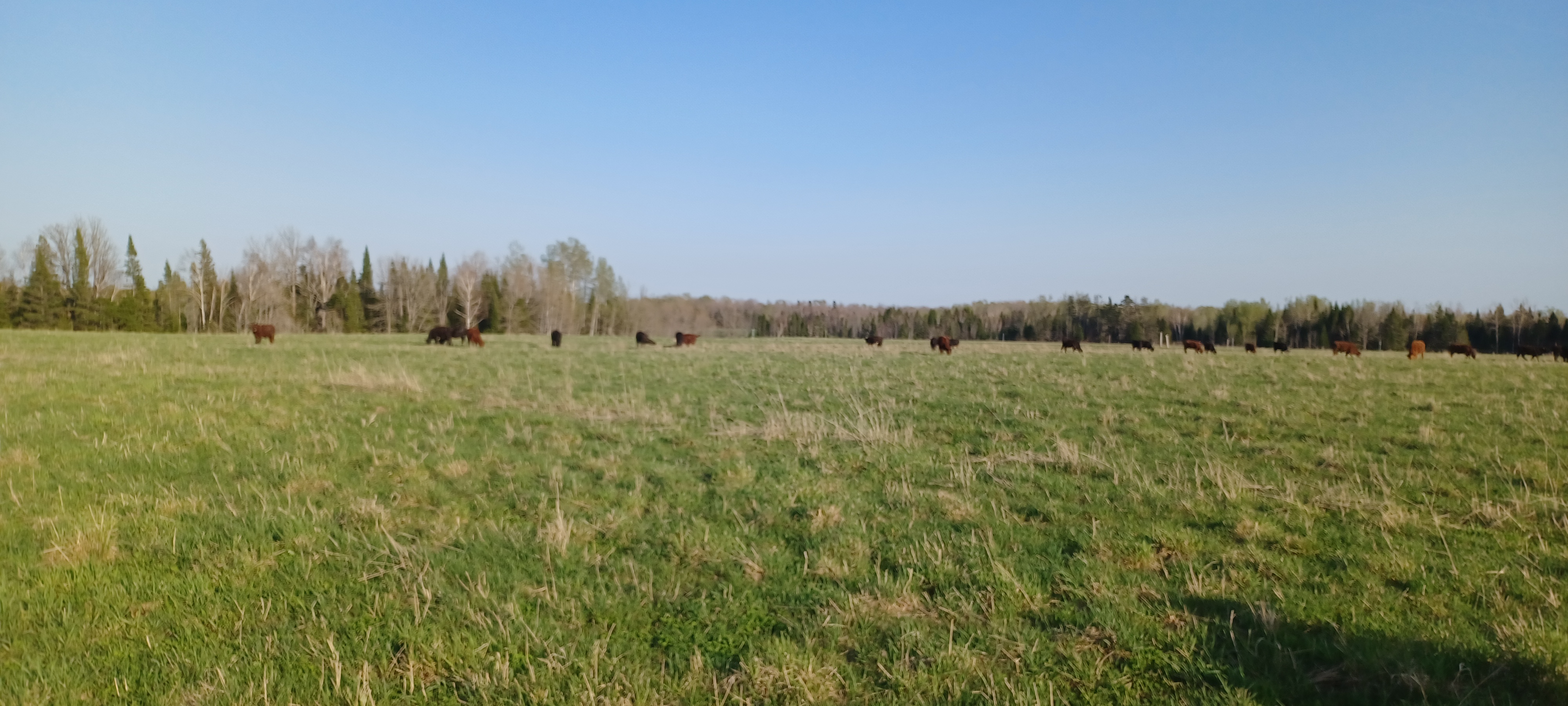 Stock grazing in a pasture.